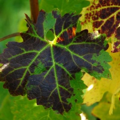 Cabernet Sauvignon Blatt 12